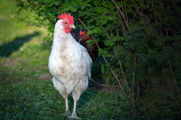 A white chicken runs through a green meadow and looks for food nearby.