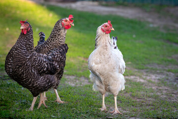 Close up of domestic chicken feeding on traditional rural barnyard. Hens on barn yard in eco farm. Free range poultry farming concept.