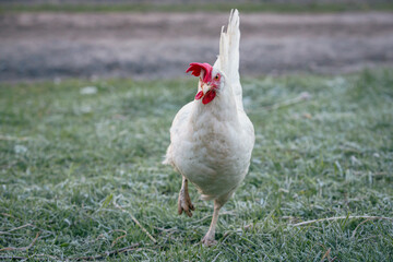 A white chicken runs through a green meadow and looks for food nearby.