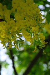 green leaves in sunlight