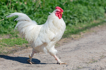 Portrait of beautiful white rooster with a red crest on head is walking through farm outside in a sunny day. Concept of eco product. Close-up