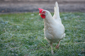 Fototapeta premium A white chicken runs through a green meadow and looks for food nearby.