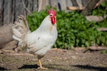 Portrait of beautiful white rooster with a red crest on head is walking through farm outside in a...