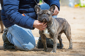 Handler demonstrates French bulldog stance in ring at dog show.