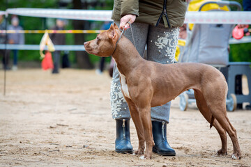 Handler puts The American Pit Bull Terrier in the correct stance at a dog show. Cute pet follows...