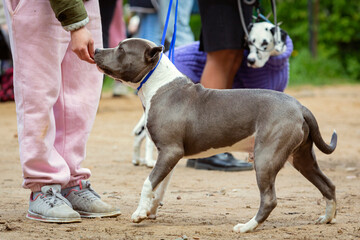 Handler puts The American  Staffordshire Terrier in the correct stance at a dog show. Cute pet follows commands during training.