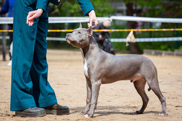 Handler puts The American Pit Bull Terrier in the correct stance at a dog show. Cute pet follows...