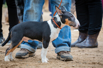 Funny bull terrier puppy spinning at the feet of the owner.