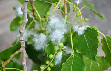 branch of a blooming poplar in the sunlight close-up. white poplar fluff.