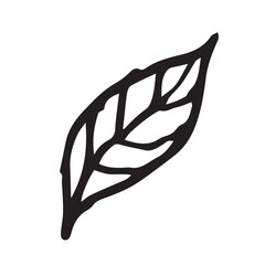 Single Leaf hand drawn vector illustration