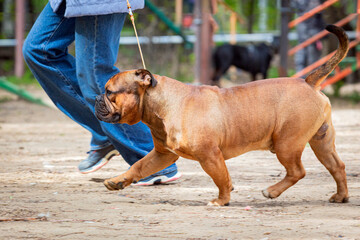 The Olde English Bulldogge is an American dog breed,  at a dog show. Experts evaluate the dog at...
