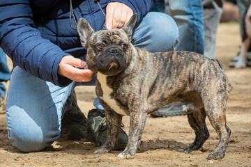 French bulldog in a standing position at a dog show..
