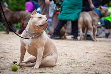 Portrait of a beautiful  dog The American  Bully​​ sitting on the sand. Close-up