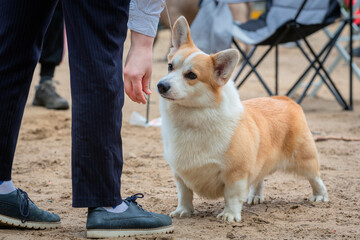 Handler puts Welsh Corgi in the correct stance at a dog show. Cute pet follows commands during training.