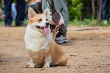 Portrait of a Welsh Corgi dog in a clearing during a summer walk