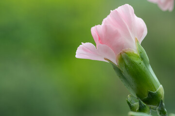 Fototapeta premium Macro shot of a pink dianthus flower emerging into bloom