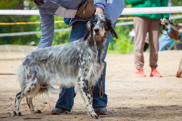 Handler shows a dog of The English Setter breed at a dog show