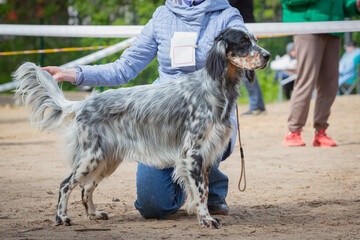 Handler shows a dog of The English Setter breed at a dog show