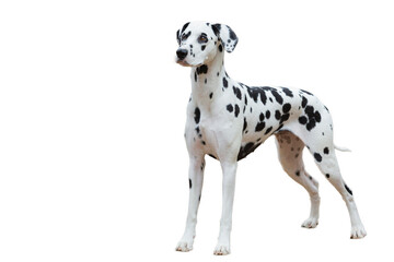 a Dalmatian dog in a working stance on a white background