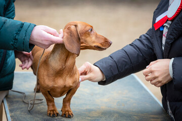 Red-colored smooth-haired standard dachshund at a dog show