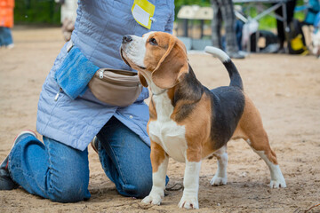 A handler shows a young beagle at a dog show. Experts evaluate the dog at competitions.