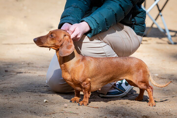 Red-colored smooth-haired standard dachshund at a dog show