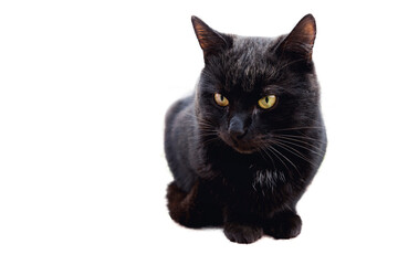 Close-up of a black cat on a white background
