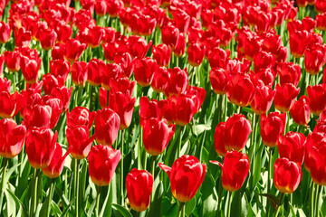 Amazing red tulip flowers blooming in a field. Floral background. Tulip cultivation.