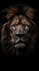 Fototapeta premium Portrait of a male lion. 