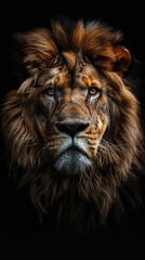 Naklejka premium Portrait of a male lion. 