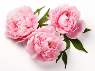 Isolated pink peonies create a striking focal point against a white backdrop