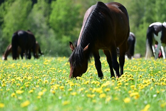 Das Gl&uuml;ck der Pferde. Bunte Pferdeherde auf der Fr&uuml;hlingsweide