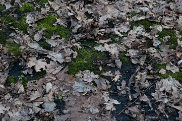 the ground covered with green moss and fallen oak leaves