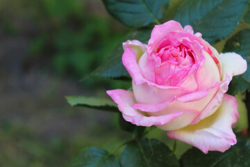 pink rose with leavespink rose flower close-up on blurred natural background