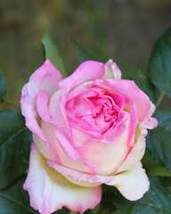 pink rose in garden,pink rose flower close-up on blurred natural background 