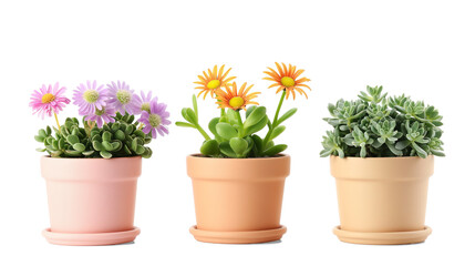 succulent with flower blossom, indoor tree pot plant clipart collection set, PNG without background	
