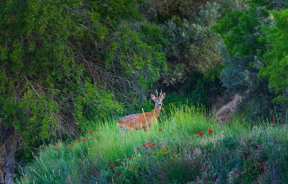 Fawn in the field ,Puebla de Castros Spain