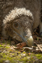 Endangered Bird of prey, Barbatus, Lammergeier, Beared Vulture.