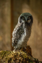 Owlet sits on a tree