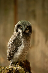 Owlets sits on a stump