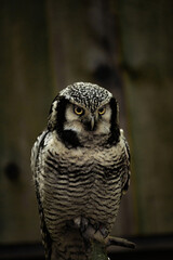 Northern hawk-owl (Surnia ulula)..