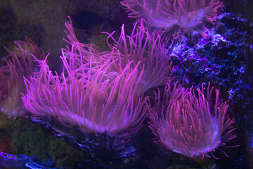 Closeup up a colorful sea anemone