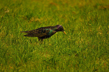 European Starling or just Starling
