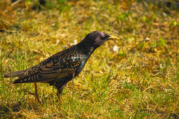 Common starling bird - Common Starling scientific called Sturnus Vulgaris.