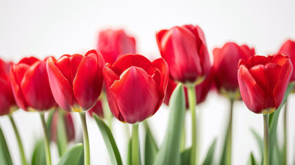 Naklejka premium Red tulips in bloom. Vibrant red tulips in full bloom against a soft white background.