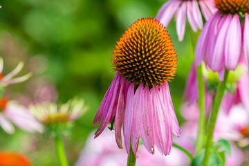 The popular Purple Coneflower, (Echinacea purpurea), blooms profusely for up to two months in mid to late summer and sometimes re-blooms in the fall.