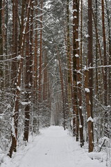 Road in winter pine forest. Snow covered road in the winter forest. Walk in winter unusual roads and forest trails. The snowy forest road.