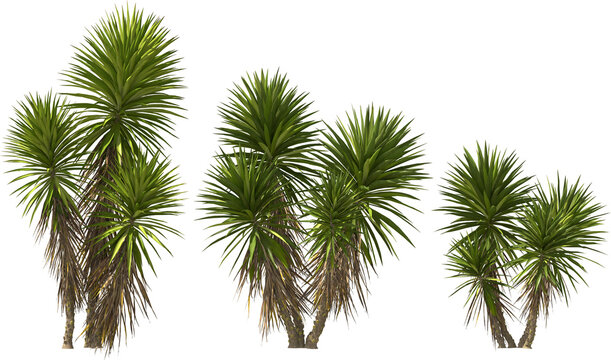Yucca Imagens – Procure 61,112 fotos, vetores e vídeos | Adobe Stock