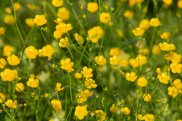 yellow buttercups in summer meadow with geen background