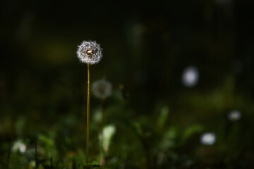 dandelion in the wind